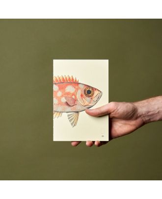 Paper Republic Buch XL Nachfüllpackung The Dybdahl Co Reef Blanco