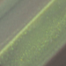 Kaweco Lunar Sport Shadow Green Ballpoint Pen